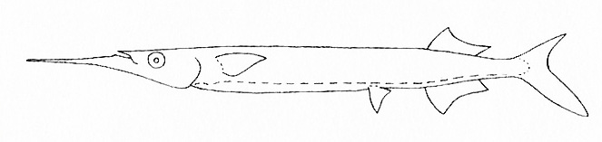 Representative of the family Hemiramphidae (Gosline & Brock, 1960, fig. 48)